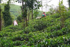02-Tea plantation